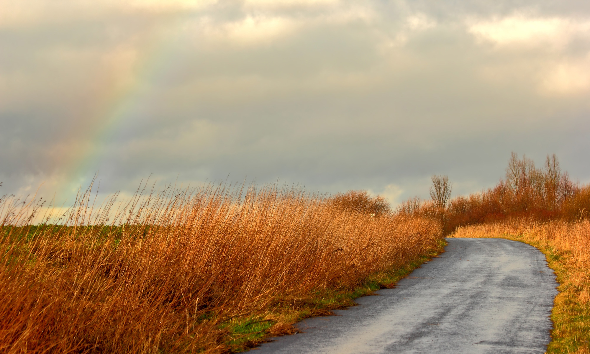 Regenbogen am Straßenrand über einer Wiese, Fotografin: Sunny611, pixabay.com