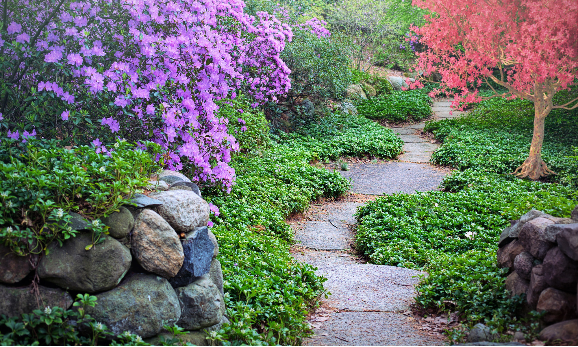Ein Steinweg durch einen Garten mit blühendem Rhododendron; Fotografin: JillWellington, pixabay.com