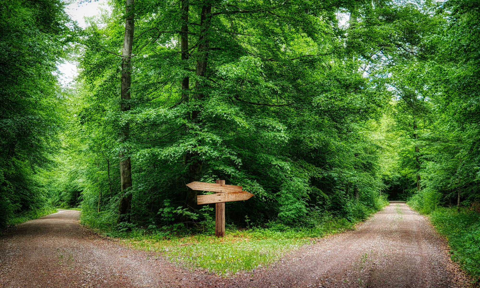 Eine Kreuzung auf einem Waldweg, welche Richtung führt ins Potential und welche ins Defizit? Fotograf: fietzfotos, pixabay.com