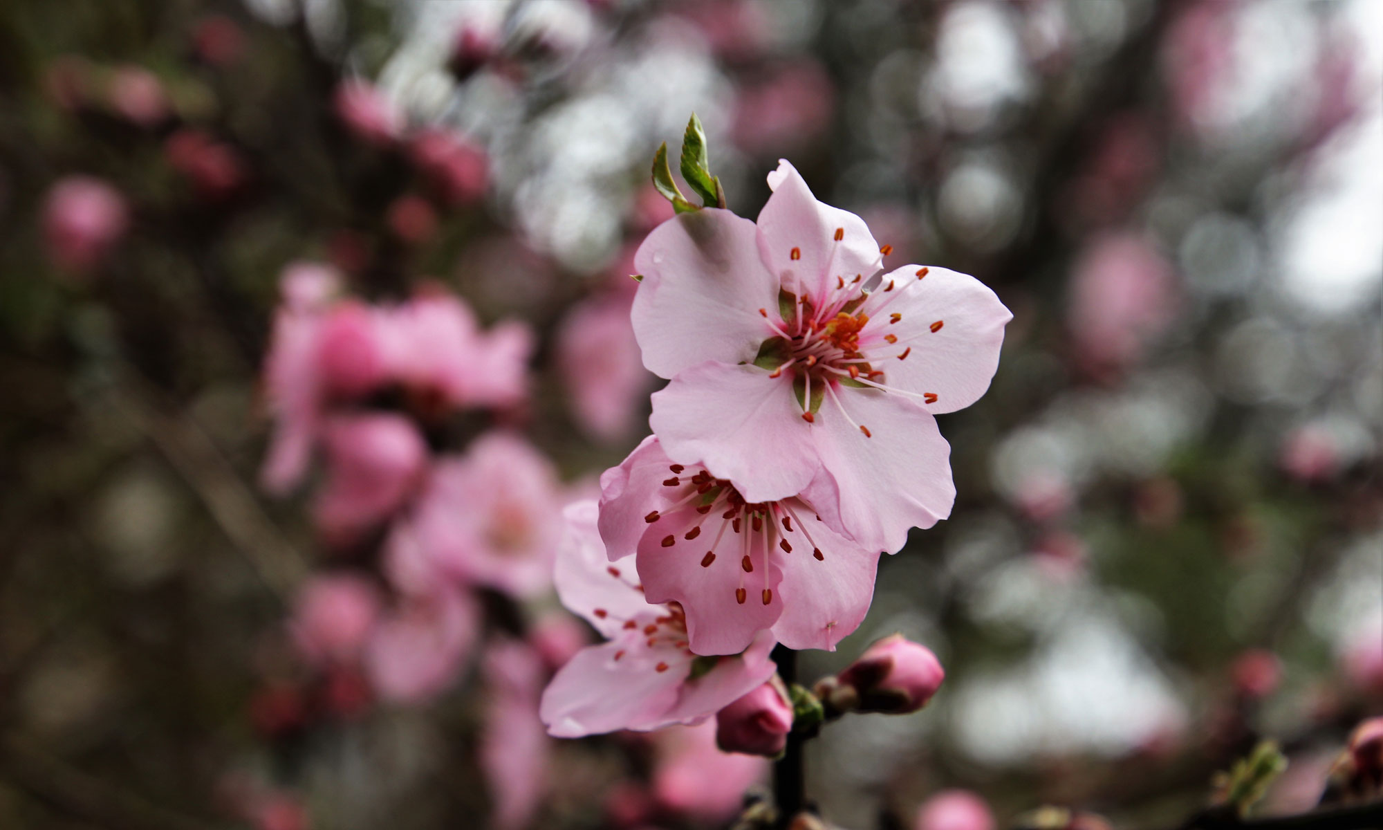Eine rosafarbene Kirschblüte, Fotograf: Pasja1000, pixabay.com