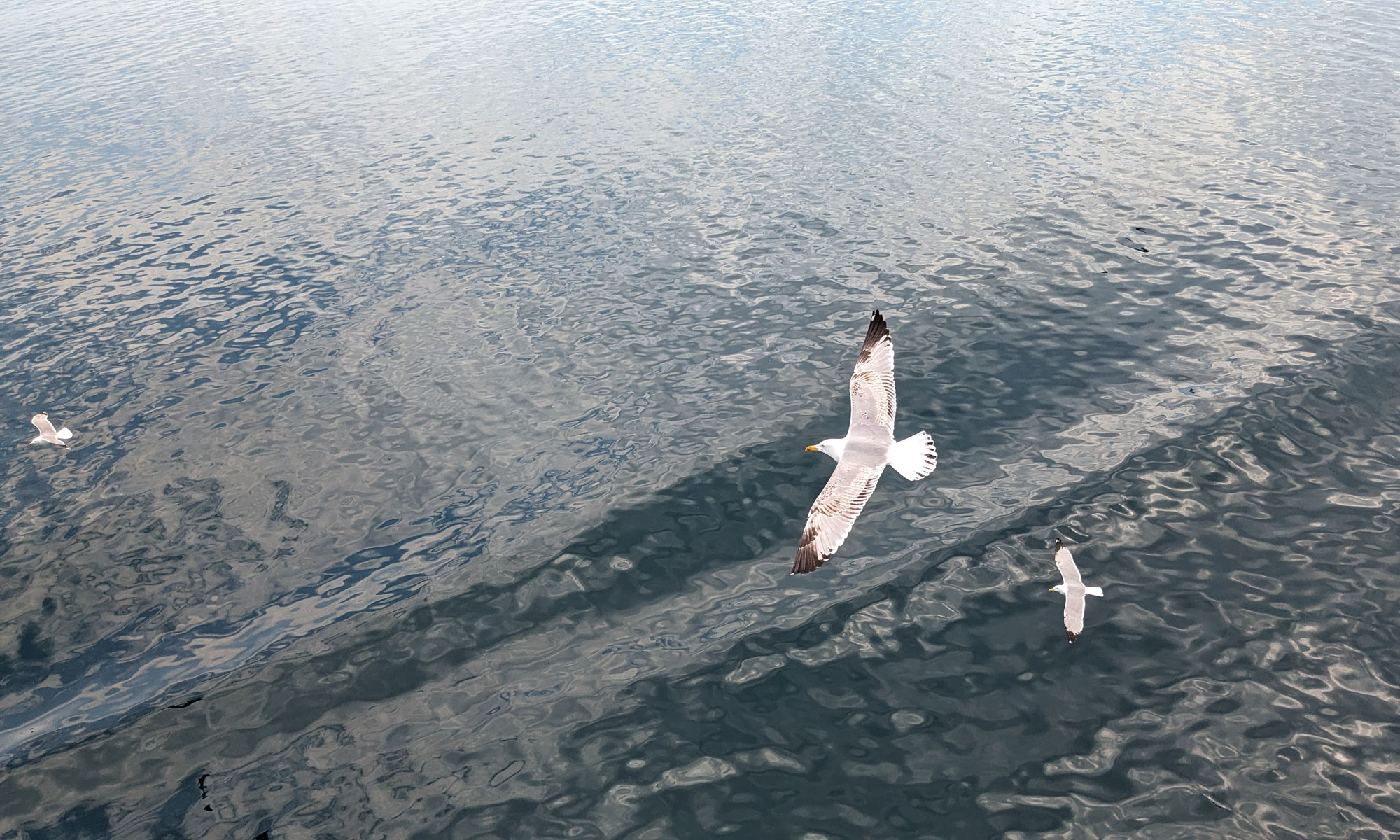 Eine Möwe fliegt über das Meer, Fotografin: Dorothee Dickmann